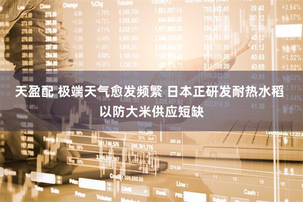 天盈配 极端天气愈发频繁 日本正研发耐热水稻 以防大米供应短缺
